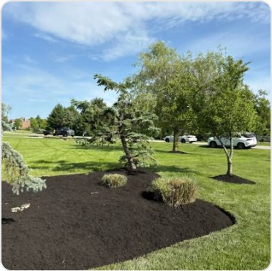 New tree plantings & mulch rings