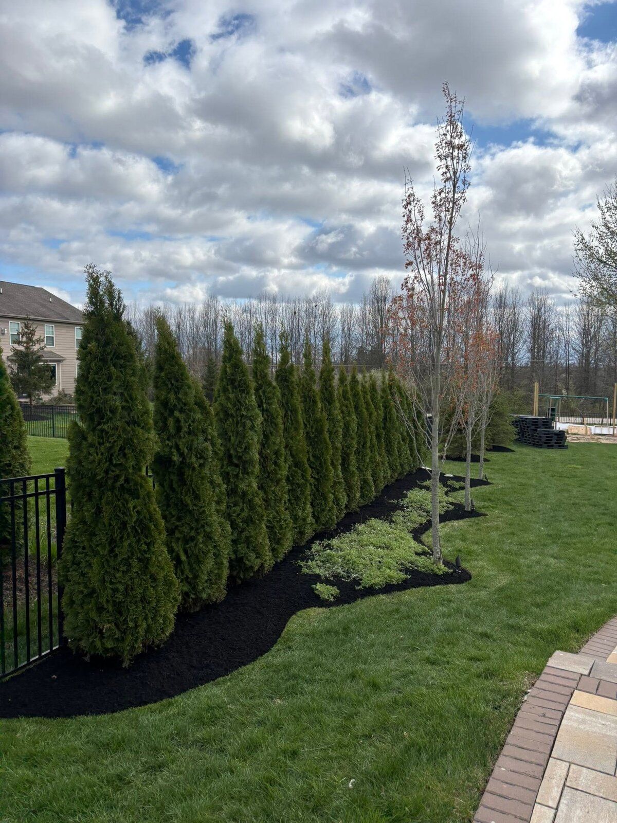 Tree & Shrub Care